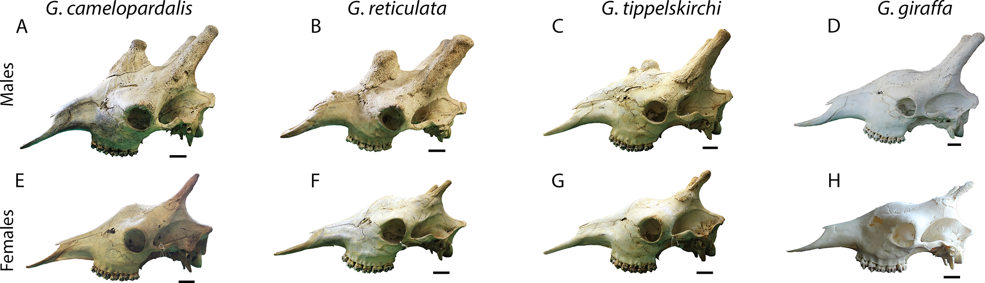 Cráneos de las diferentes especies de jirafas.