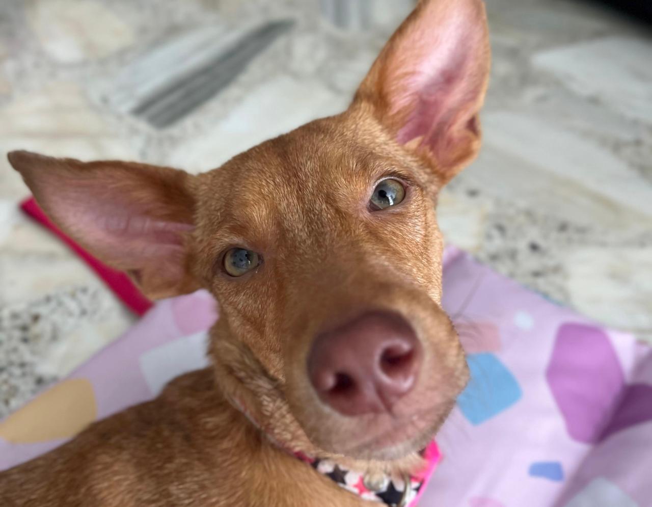 Mapalé, la perrita discapacitada que busca un hogar tras sobrevivir al abandono