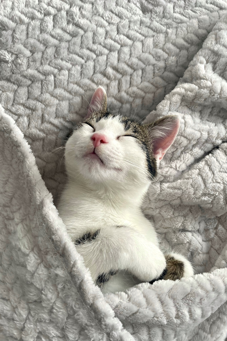 5 beneficios de tener un gato en casa
