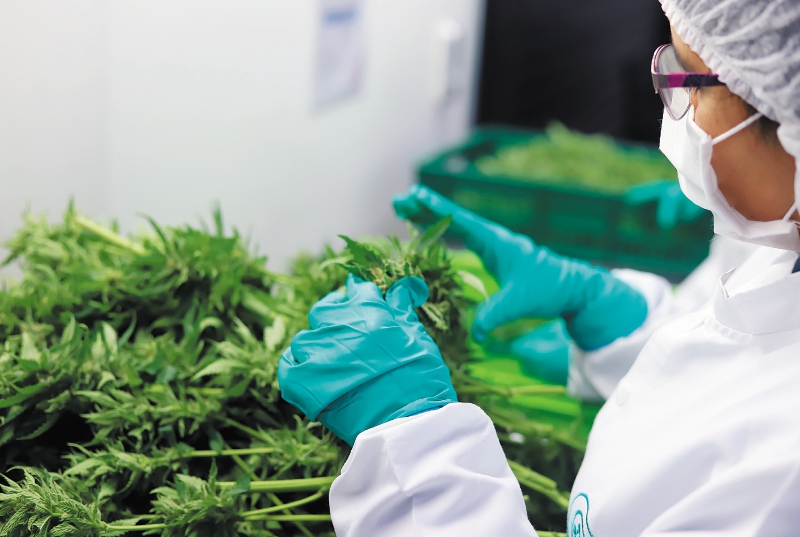 Cannabis medicinal: el negocio florece para compañías, pero no para el campesino
