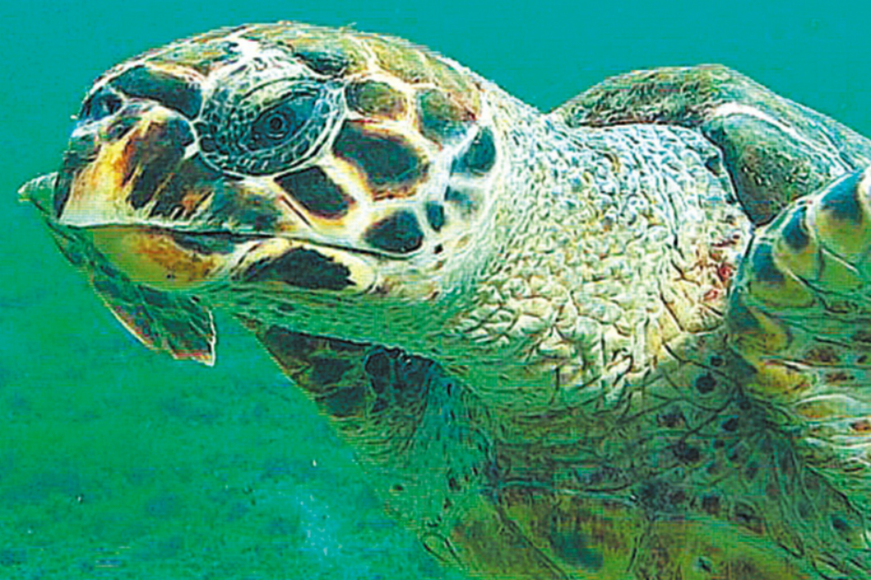 Tortugas marinas valen más vivas que muertas