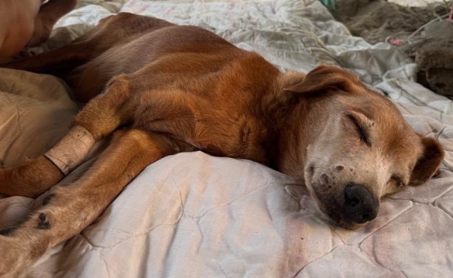 Despiden a Luna, perrita que fue cuidada por una comunidad costera durante más de 15 años