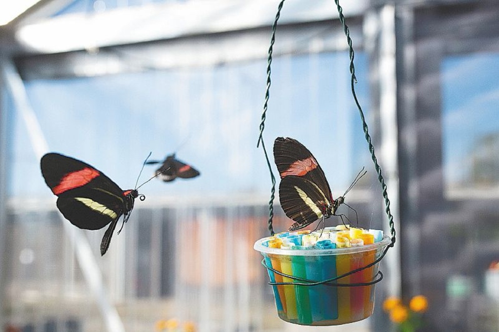 Individuos de Heliconius melpomene en el mariposario.