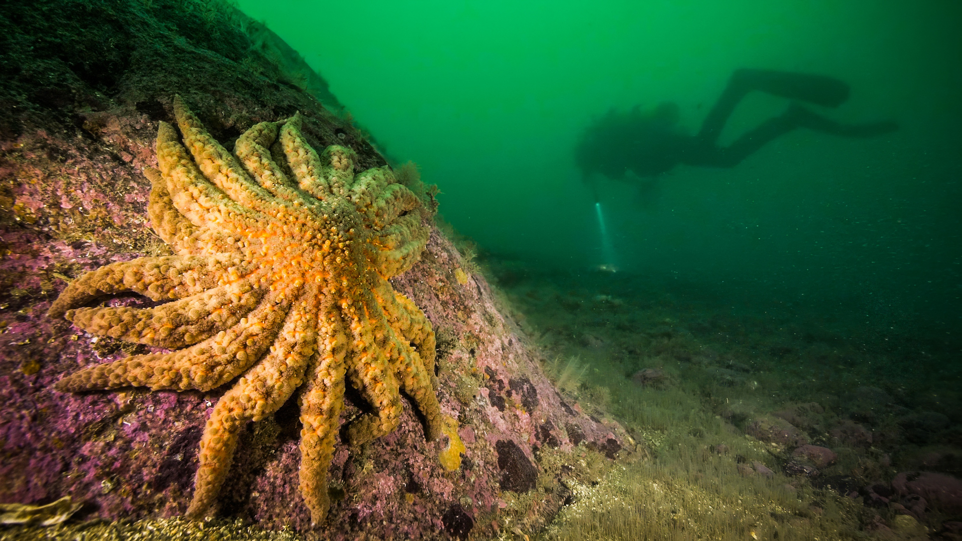 Descubren la causa detrás de la muerte de miles de millones de estrellas de mar
