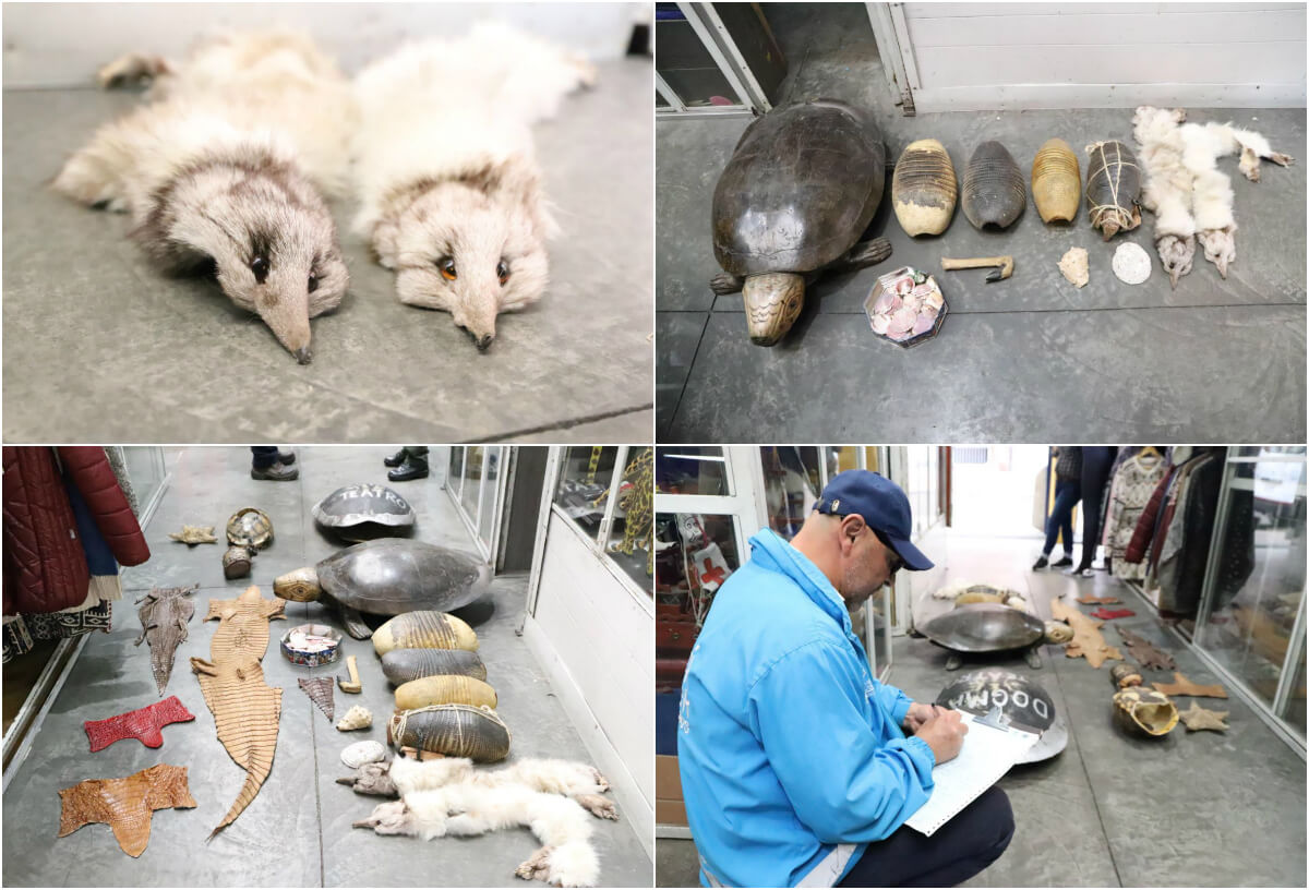 Incautan 148 animales silvestres muertos listos para ser comercializados en Bogotá