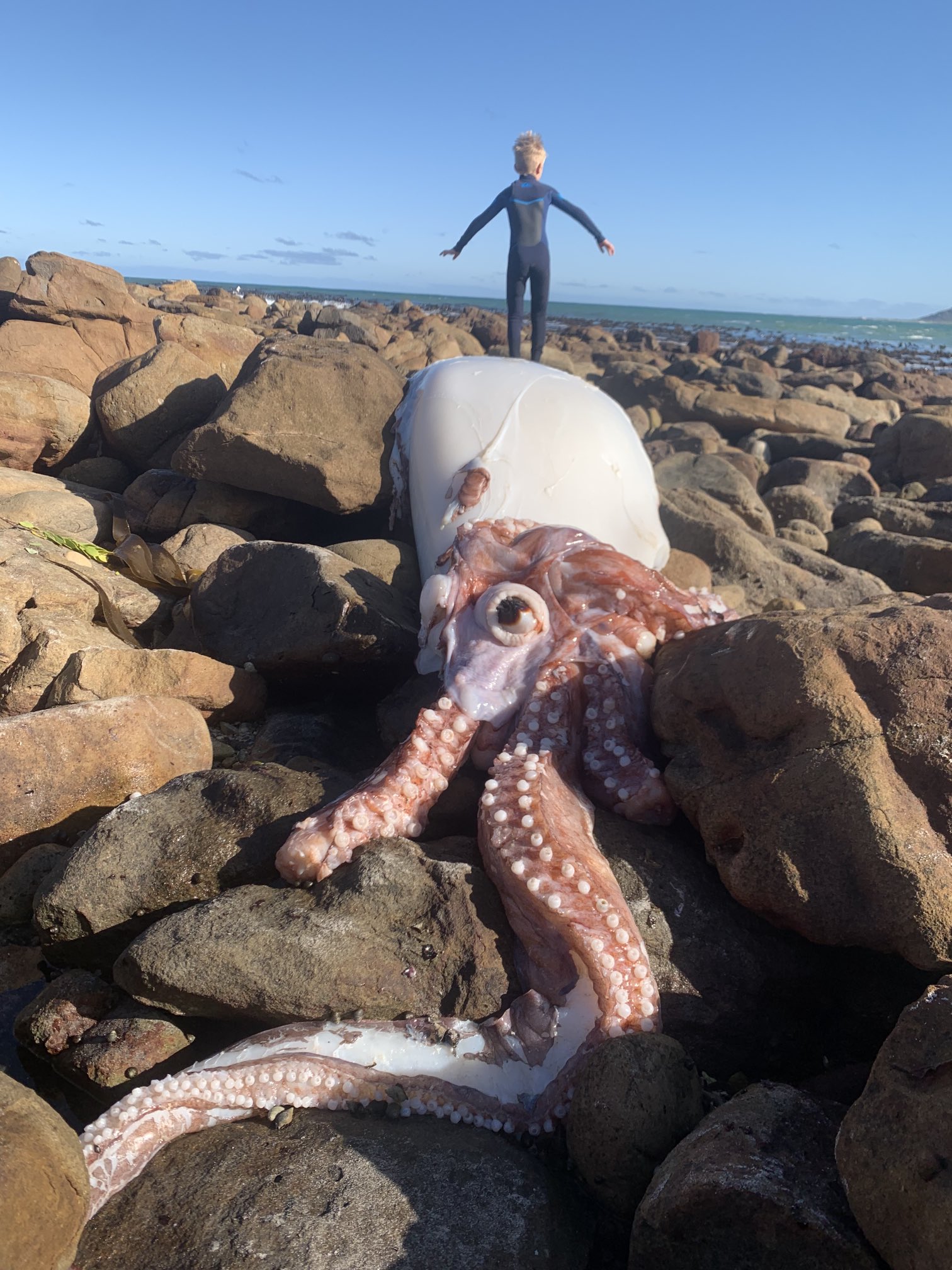 La verdad tras la criatura de “un ojo” que apareció en playas de Sudáfrica