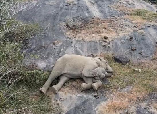 (Video) El tierno reencuentro de un bebé elefante con su mamá en la India