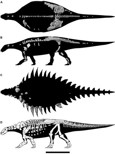 Estos fueron los restos encontrados de la especie Vectipelta barretti.