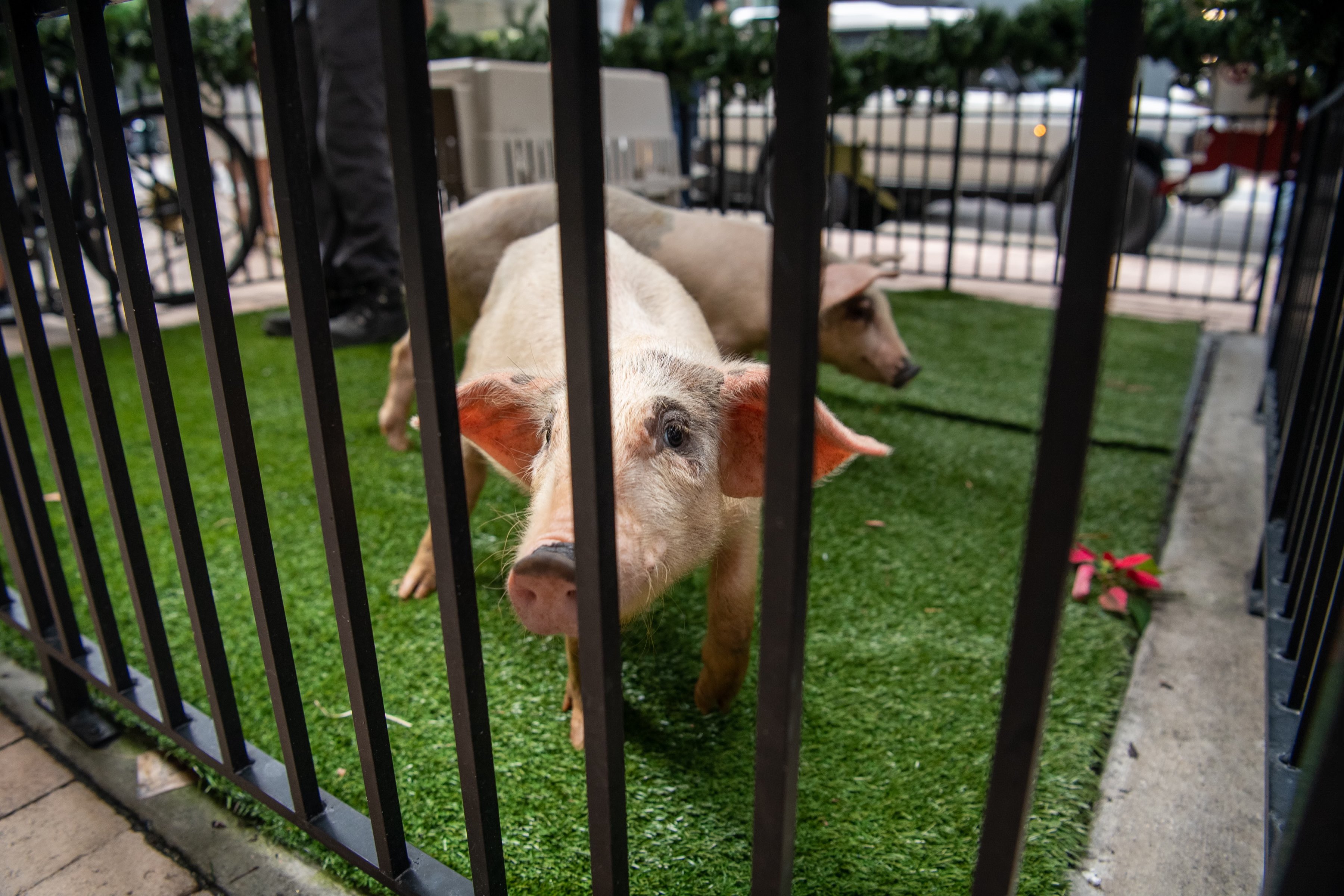 Dos cerdos se libran de la mesa navideña gracias a indulto de alcaldesa en Florida