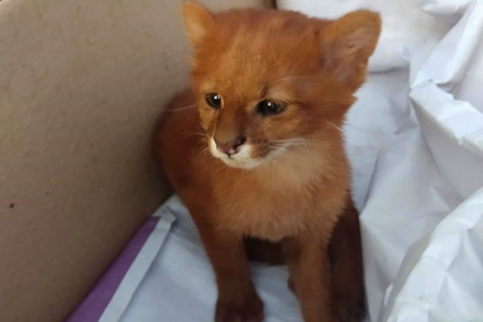 Sorpresa peluda: gato rescatado terminó siendo un puma