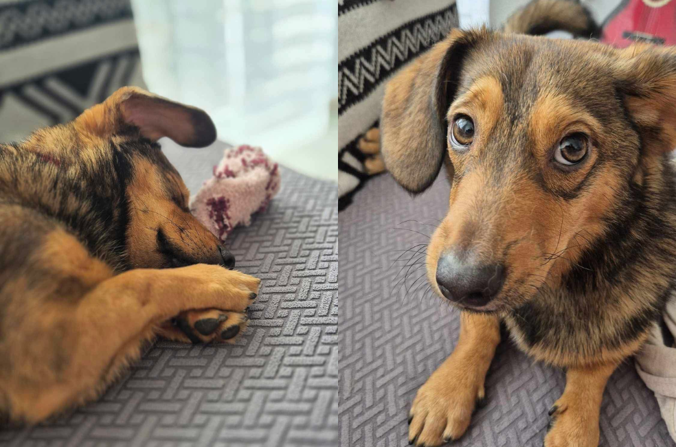 La inesperada reacción de un perro rescatado cuando llegó a su nuevo hogar