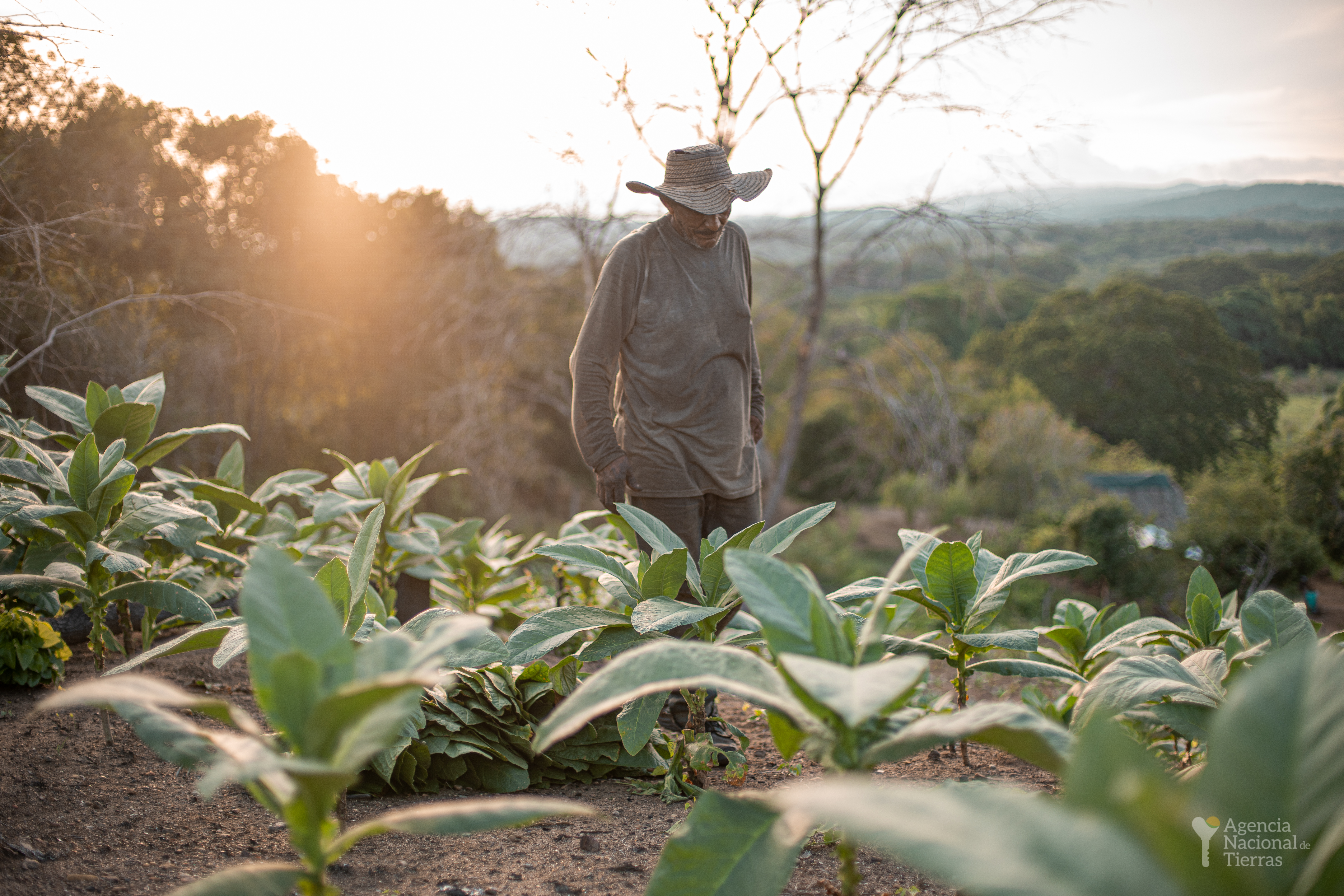 Así avanza el componente productivo e integral de la reforma agraria