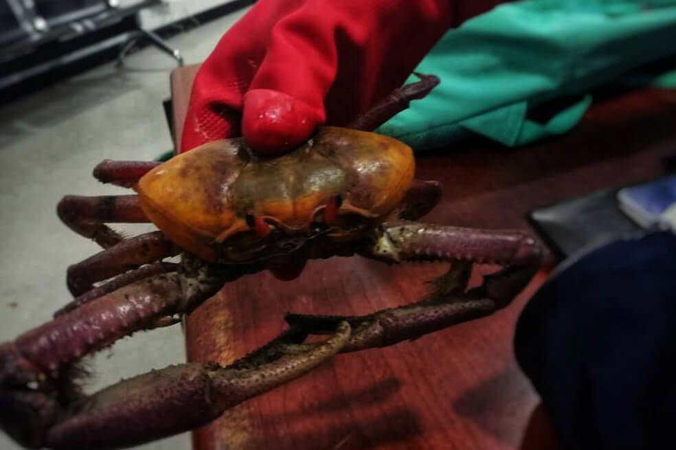 Incautan una docena de cangrejos rojos en el aeropuerto El Dorado, de Bogotá