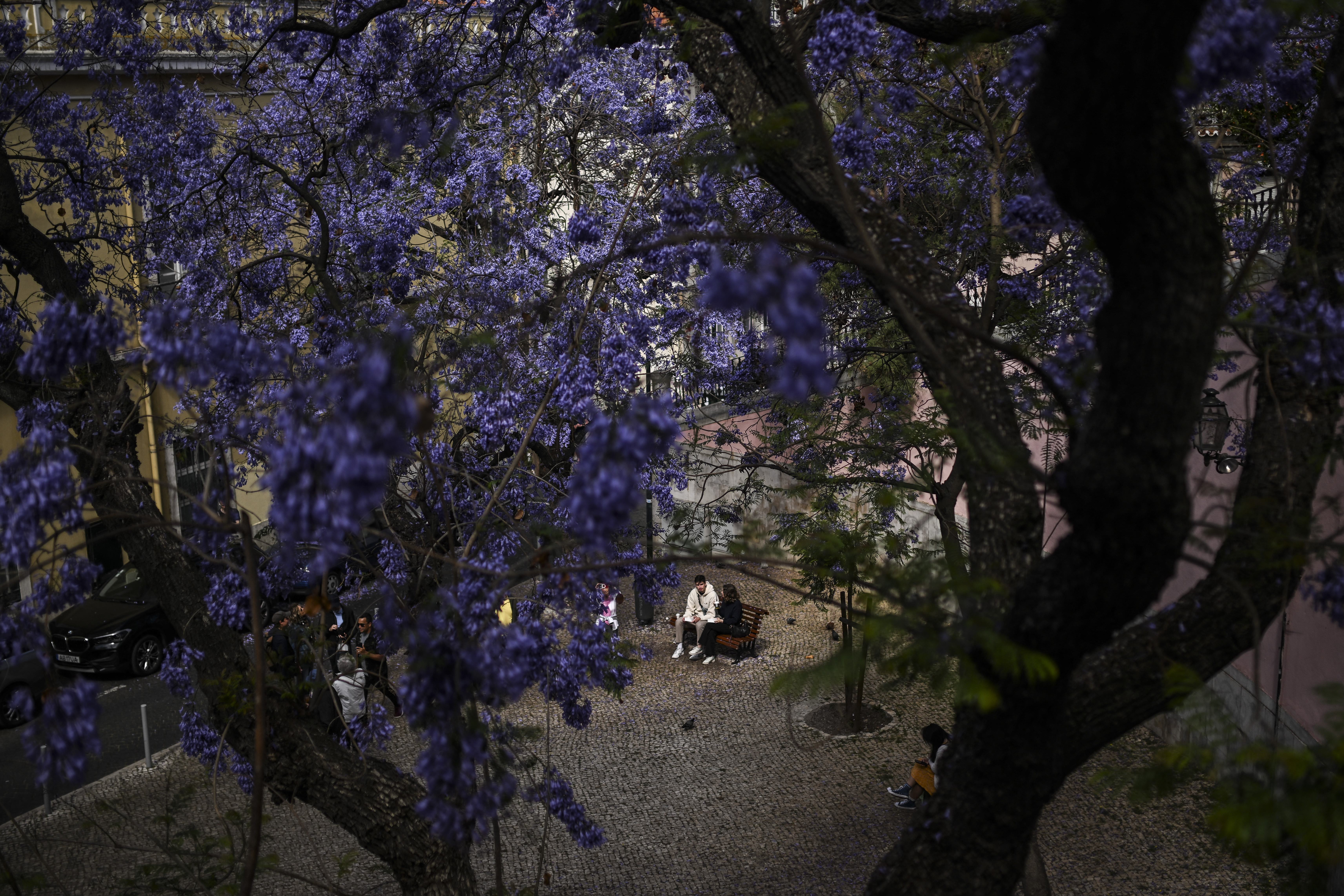 Lisboa se viste de azul y malva con la floración de los jacarandás