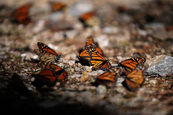 El número de especies en peligro de extinción llegaría a los 2 millones: ONU