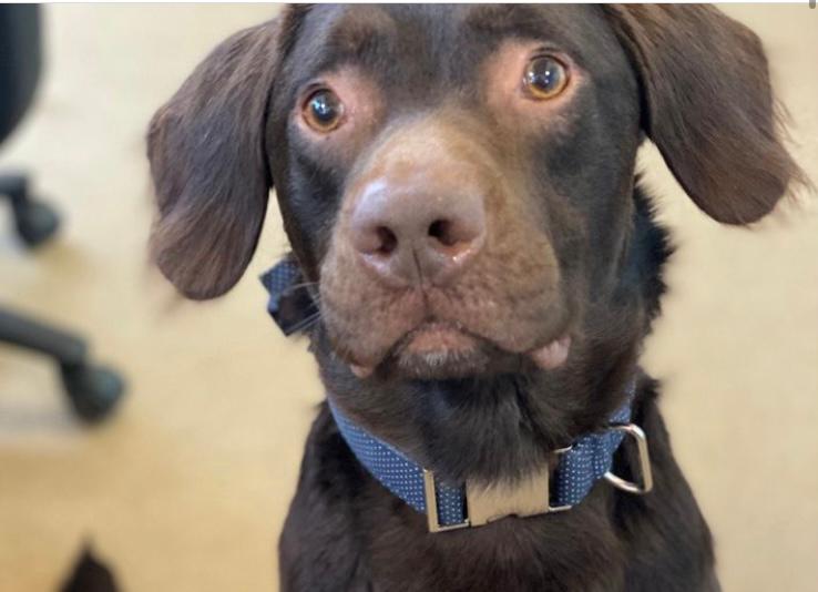 Coco, el primer perro en ser tratado por alcoholismo