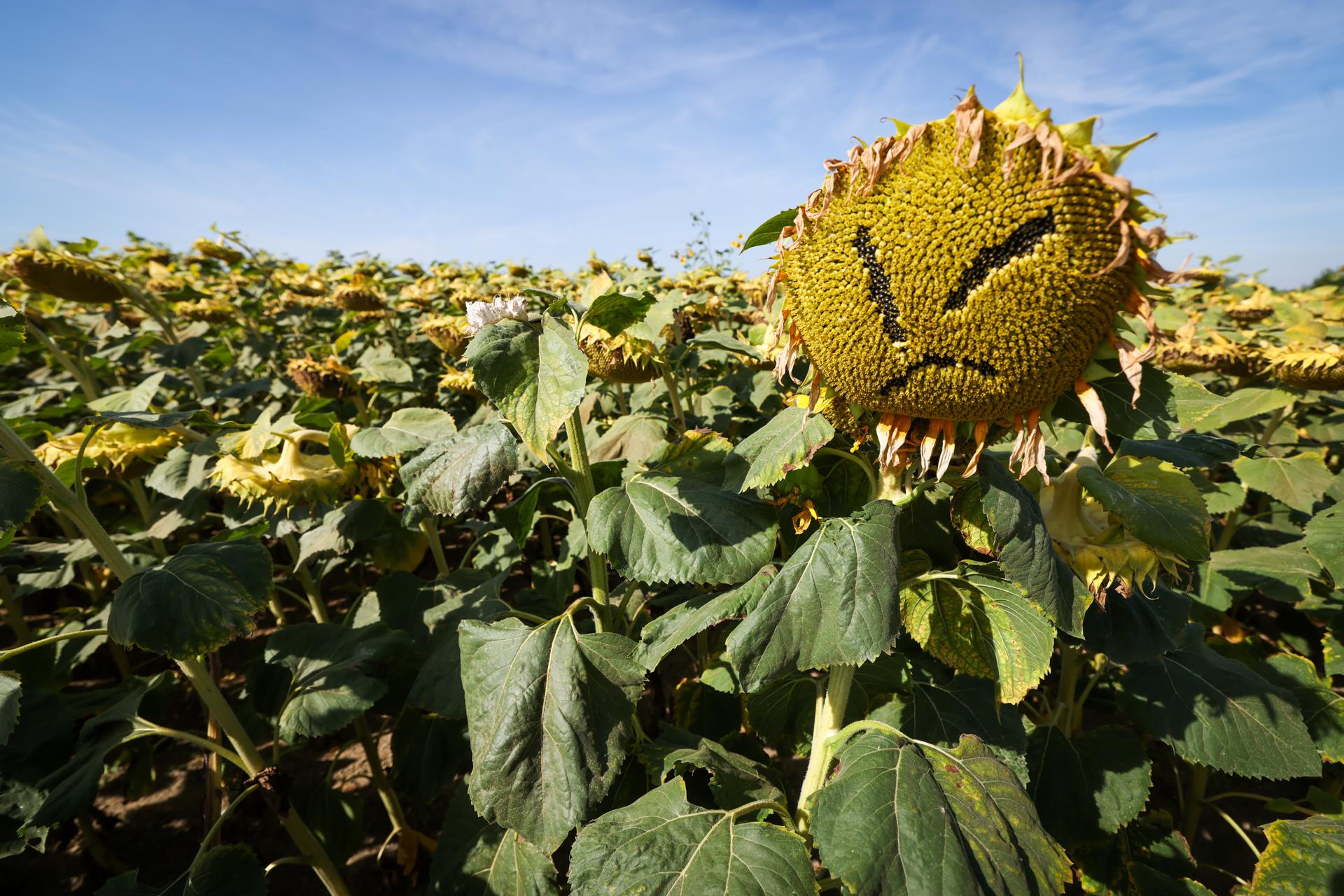 Este verano en Europa pasará a la historia por el calor: cinco datos que lo prueban