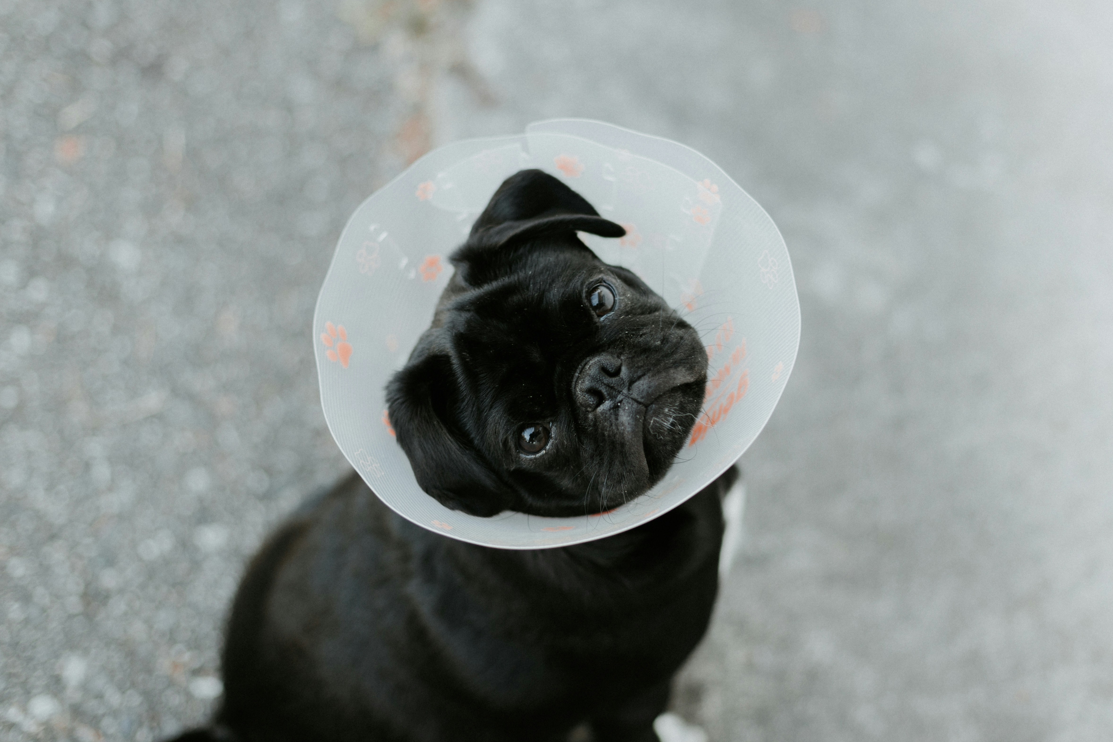 Jornadas gratuitas de esterilización para mascotas en Cali: estos son los horarios