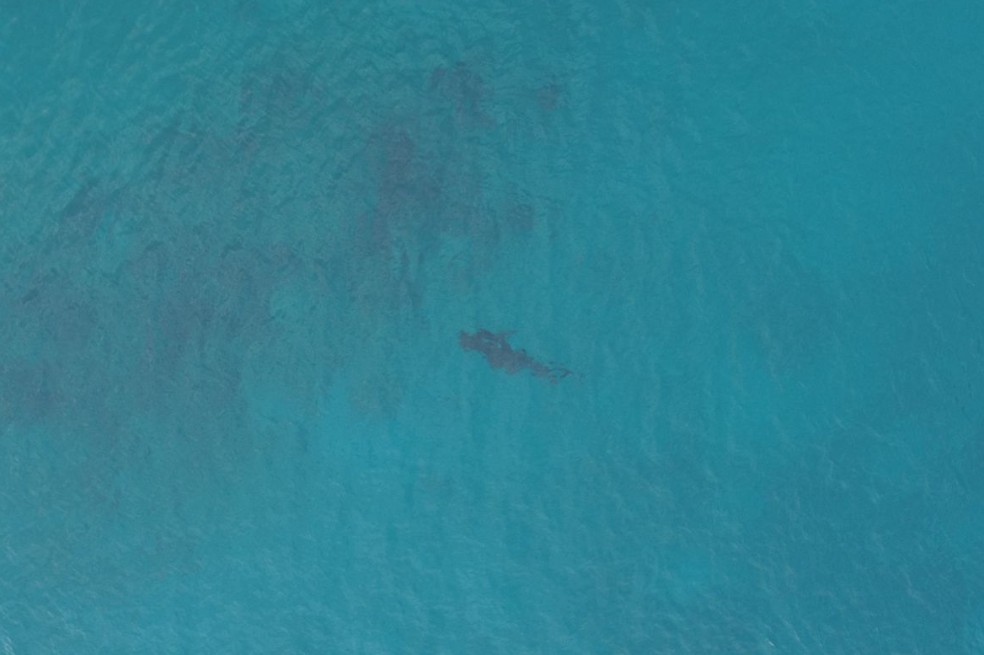 Trasladarán a tiburones que aún están en la costa de San Andrés a una zona alejada