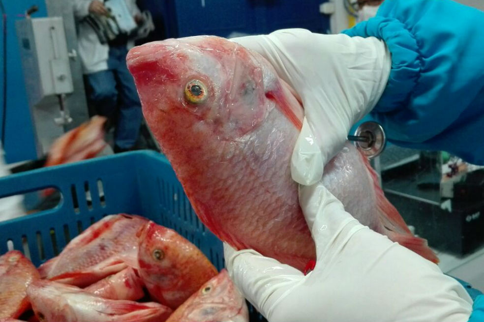 Previo a Semana Santa, intensifican controles a venta de pescado en Bogotá