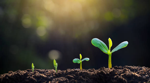 ¿Sirve usar aspirina en las plantas?