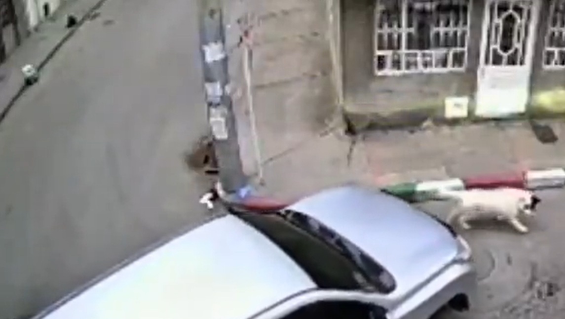 Camioneta que atropelló a perrita al sur de Bogotá sí pertenece al Ministerio de Educación