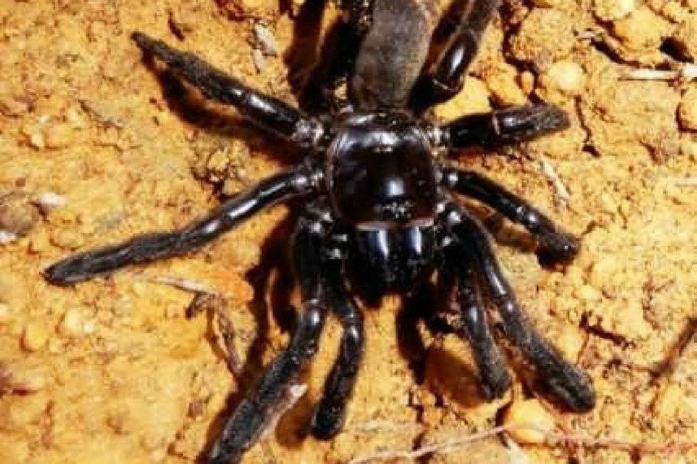 Muere con 43 años la araña más vieja del mundo