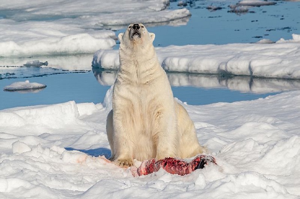 Ataques de osos polares podrían incrementar por cambio climático