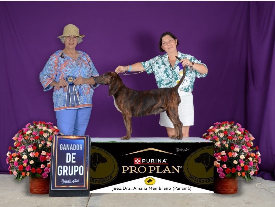 Ella es Chicha, una sabueso fina campeona en la exposición Copa Colombia.