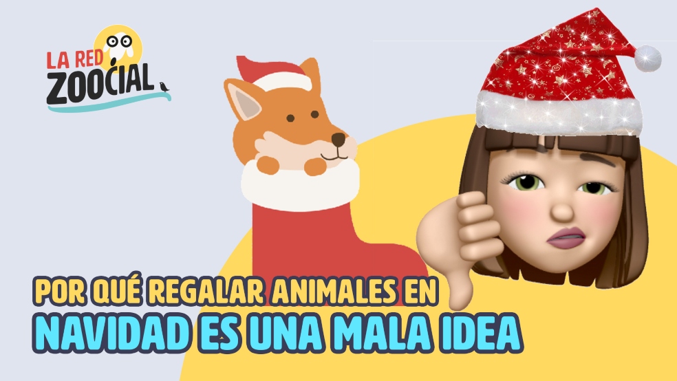 Las muchas razones por las que las mascotas no son un regalo de Navidad