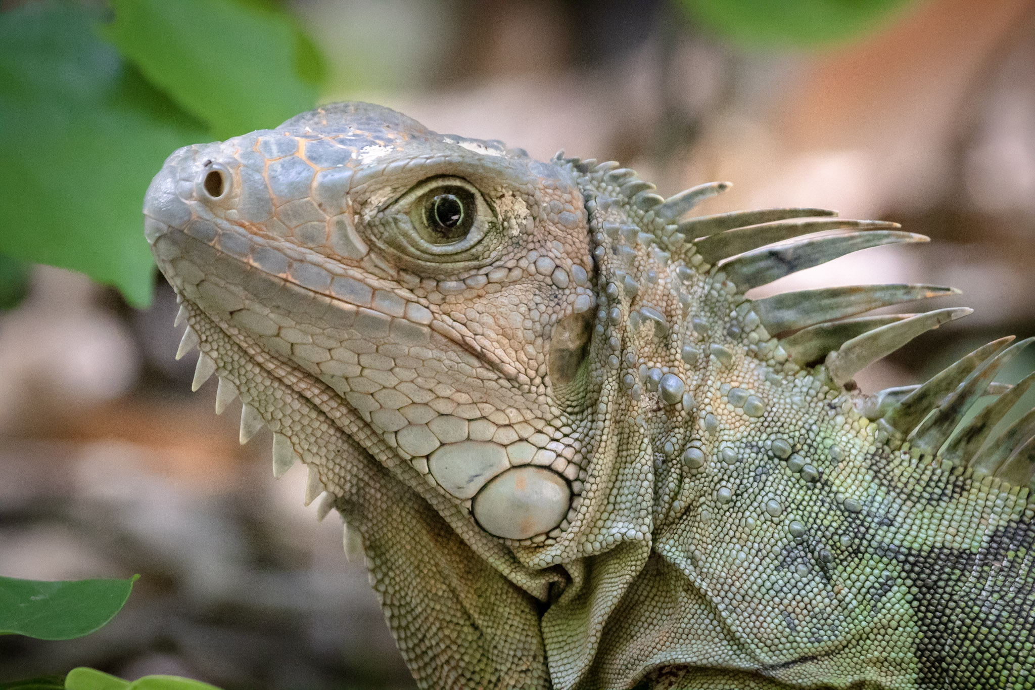(Vídeo) Iguanas caen de los árboles ante bajas temperaturas en Estados Unidos