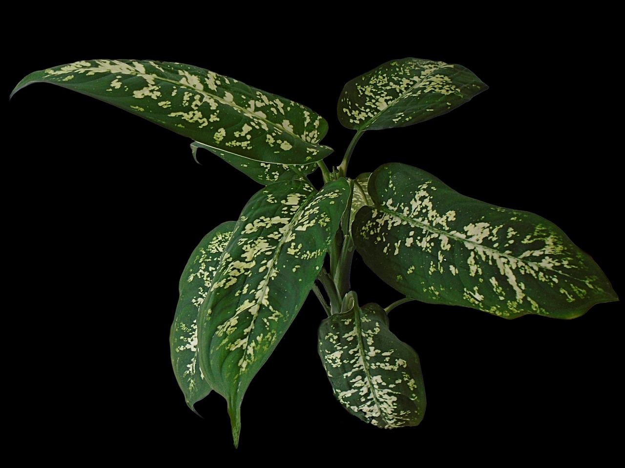 Si se produce un contacto accidental con la savia de la planta, es fundamental lavar inmediatamente la zona afectada con abundante agua.