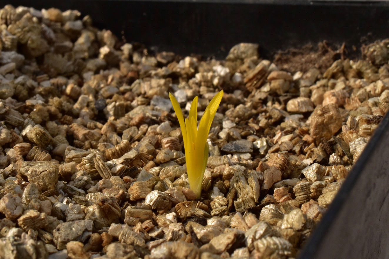 El descubrimiento de la Sternbergia mishustinii se remonta a 1997, cuando el explorador de la naturaleza ucraniano Ruslan Mishustin, de la Universidad Estatal de Kherson, recogió las semillas de una planta desconocida cerca de Mersin, en el sur de Turquía. Casi cuatro años después, las plántulas florecieron en cultivo y resultaron ser una especie del género "narciso de invierno" (Sternbergia).