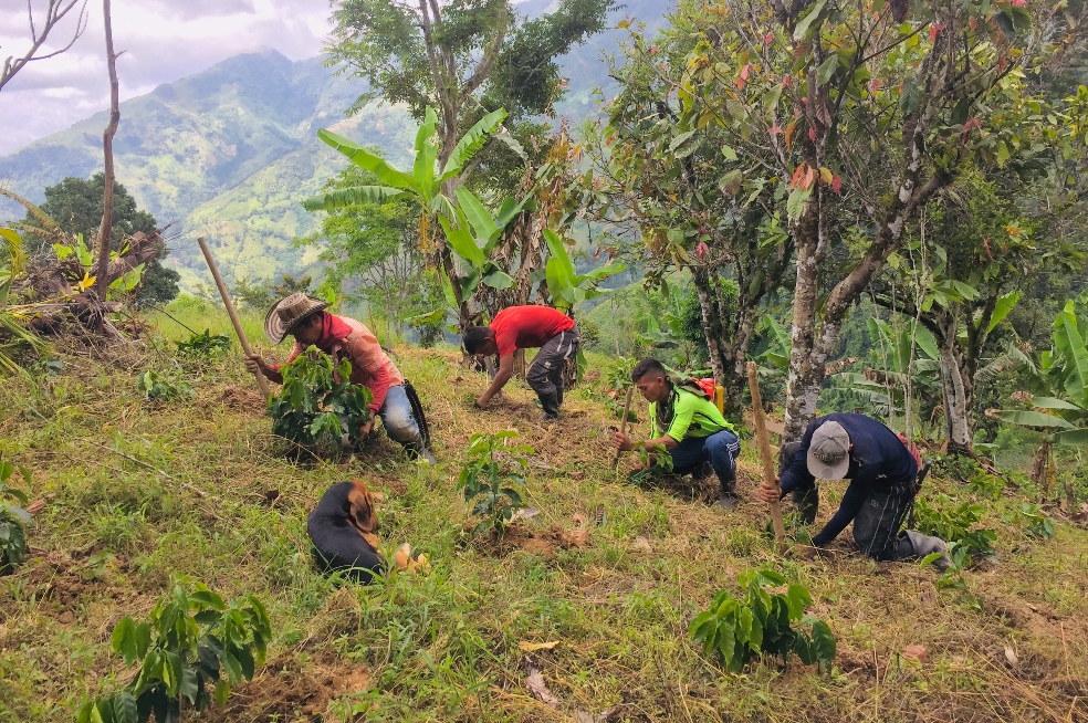 Campesinos en Briceño siembran café en tierras donde anteriormente había cultivos de coca.Alex Diamond.(Lea:“Líderes de sustitución de cultivos no han sido asesinados”: Director del programa de sustitución)