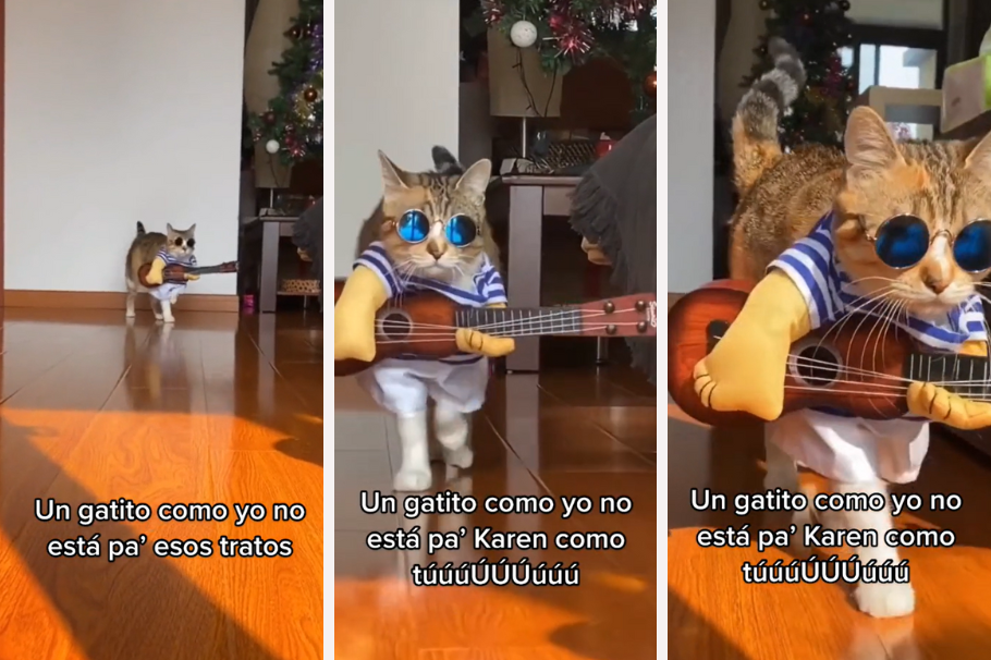 Video: un gato disfrazado desfila con cover de canción de Shakira y Bizarrap