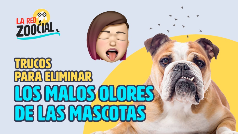 Algo no huele bien con las mascotas