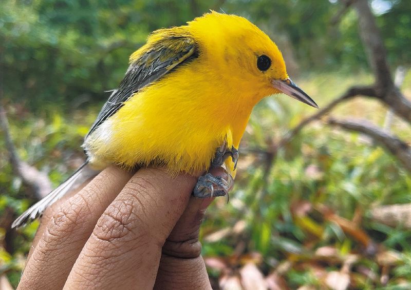 Encuentran aves en Colombia con alta concentración de mercurio