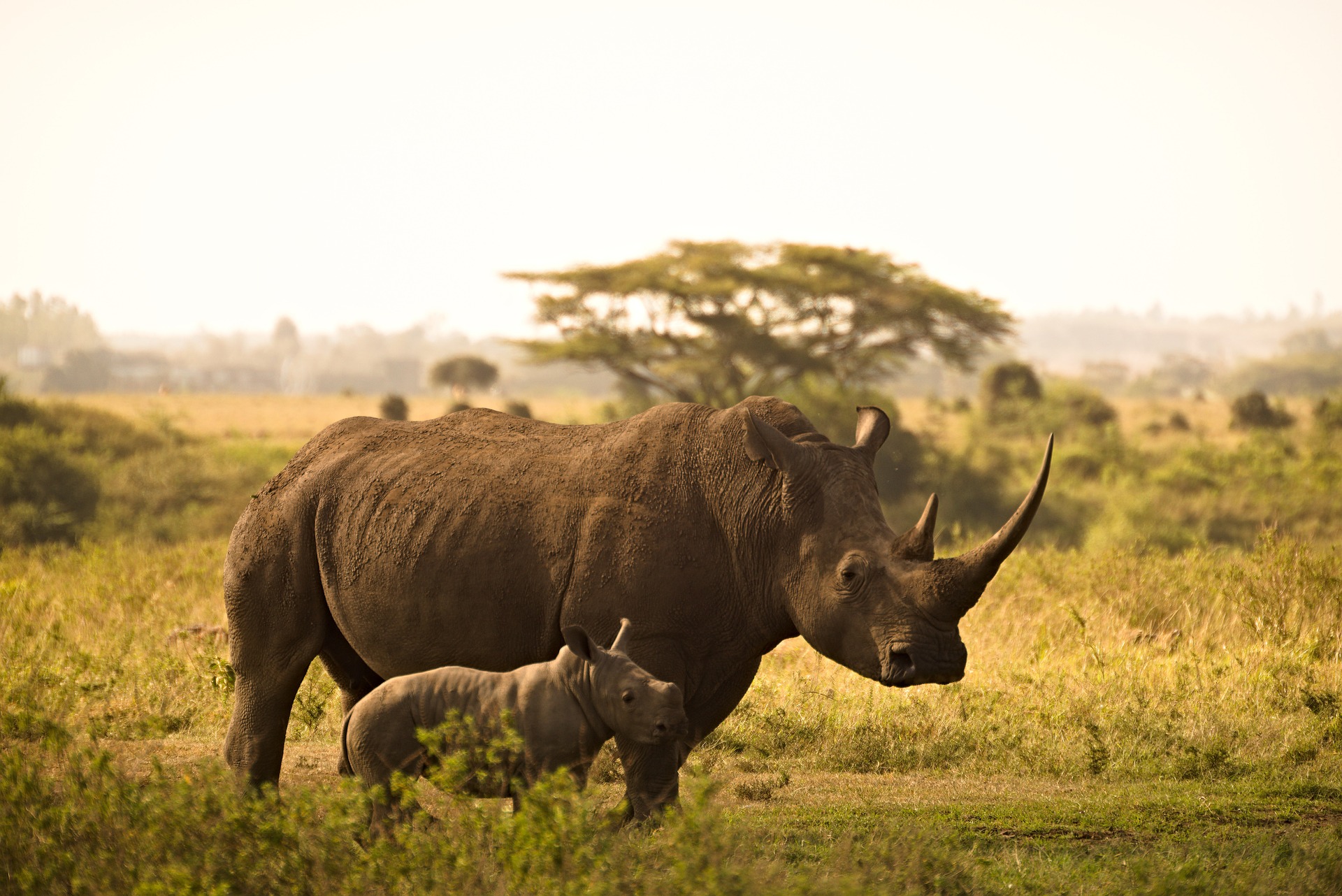 En Sudáfrica guardan reservas de toneladas de cuernos de rinoceronte. ¿Para qué?