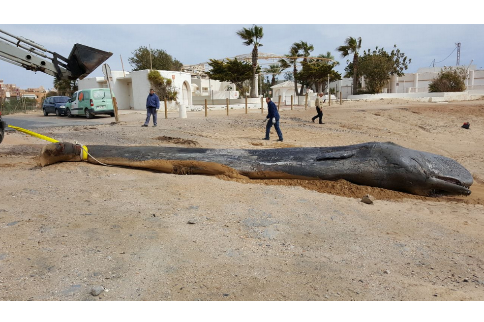 Cachalote que fue encontrado muerto en España habría ingerido 29 kilos de plástico
