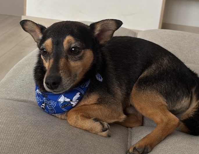 Imputan a hombre acusado de lanzar un perro desde un apartamento en Kennedy