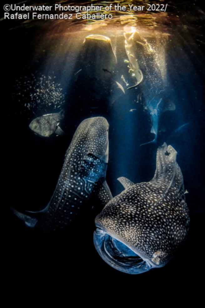 "En el océano siempre puede ocurrir la magia. Pero cuando sucede toda junta solo puedes pensar que estás soñando. Este fue el caso de aquella noche en las Maldivas (...) Contamos al mismo tiempo 11 tiburones ballena rodeándonos. Fue un momento único que nadie allí pensó que pudiera ser posible", dijo Rafael Fernández, ganador del concurso sobre su foto que título "Bailando con los gigantes de la noche".