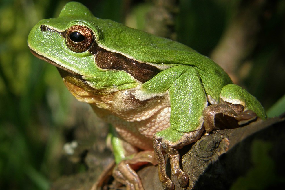 Las ranas surgieron gracias a la desaparición de los dinosaurios