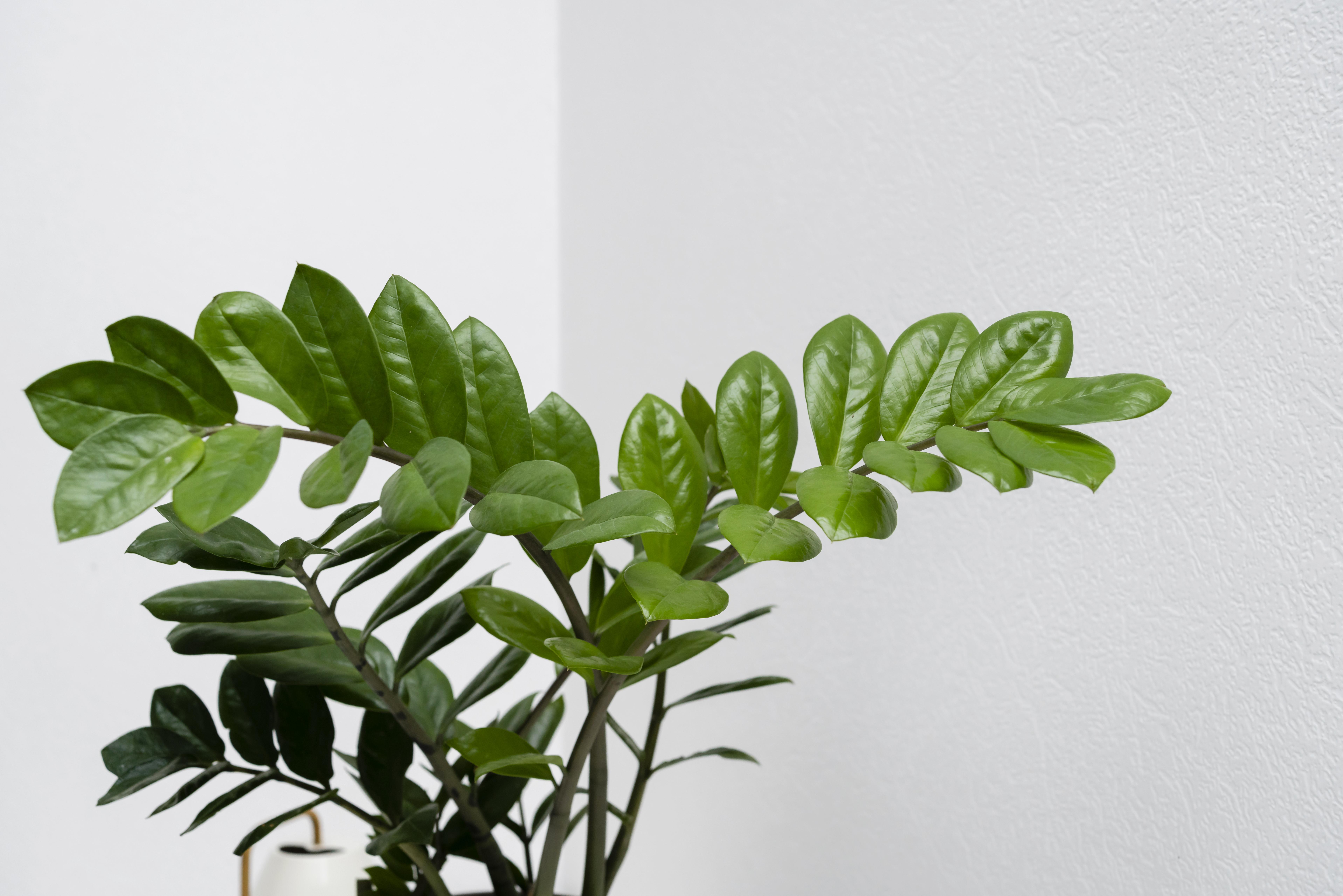 Planta zz