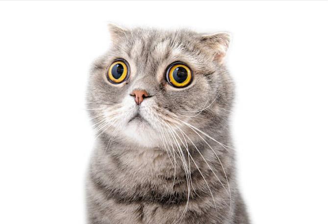 ¿Por qué a los gatos se les dilatan las pupilas? Este es su significado