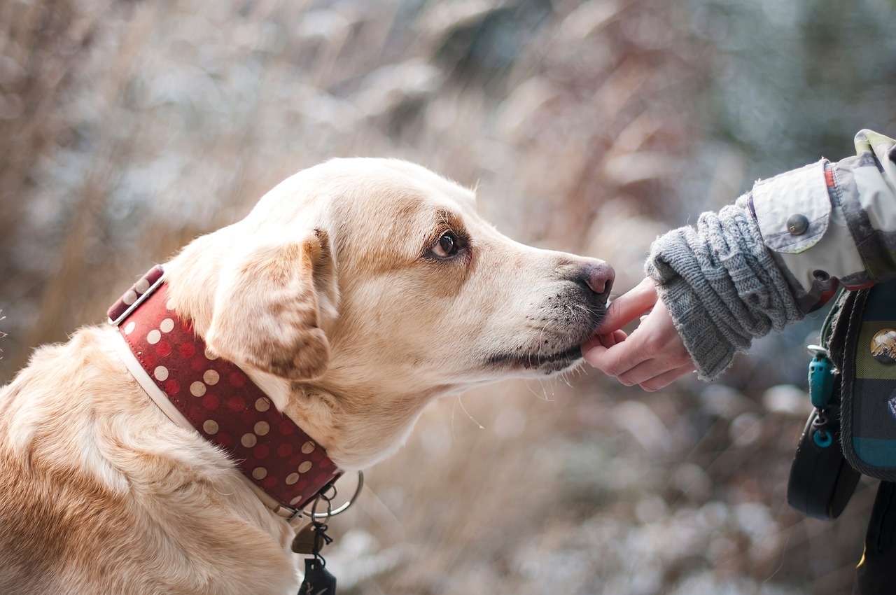 Así puede ayudar a los animales en el Día del Amor y la Amistad