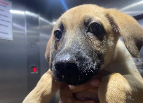 “Lo devolvieron como si fuera un objeto”: perrito regresó al refugio por segunda vez