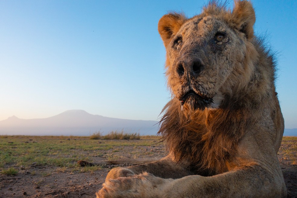 Matan a seis leones en un conflicto entre humanos y fauna salvaje en Kenia