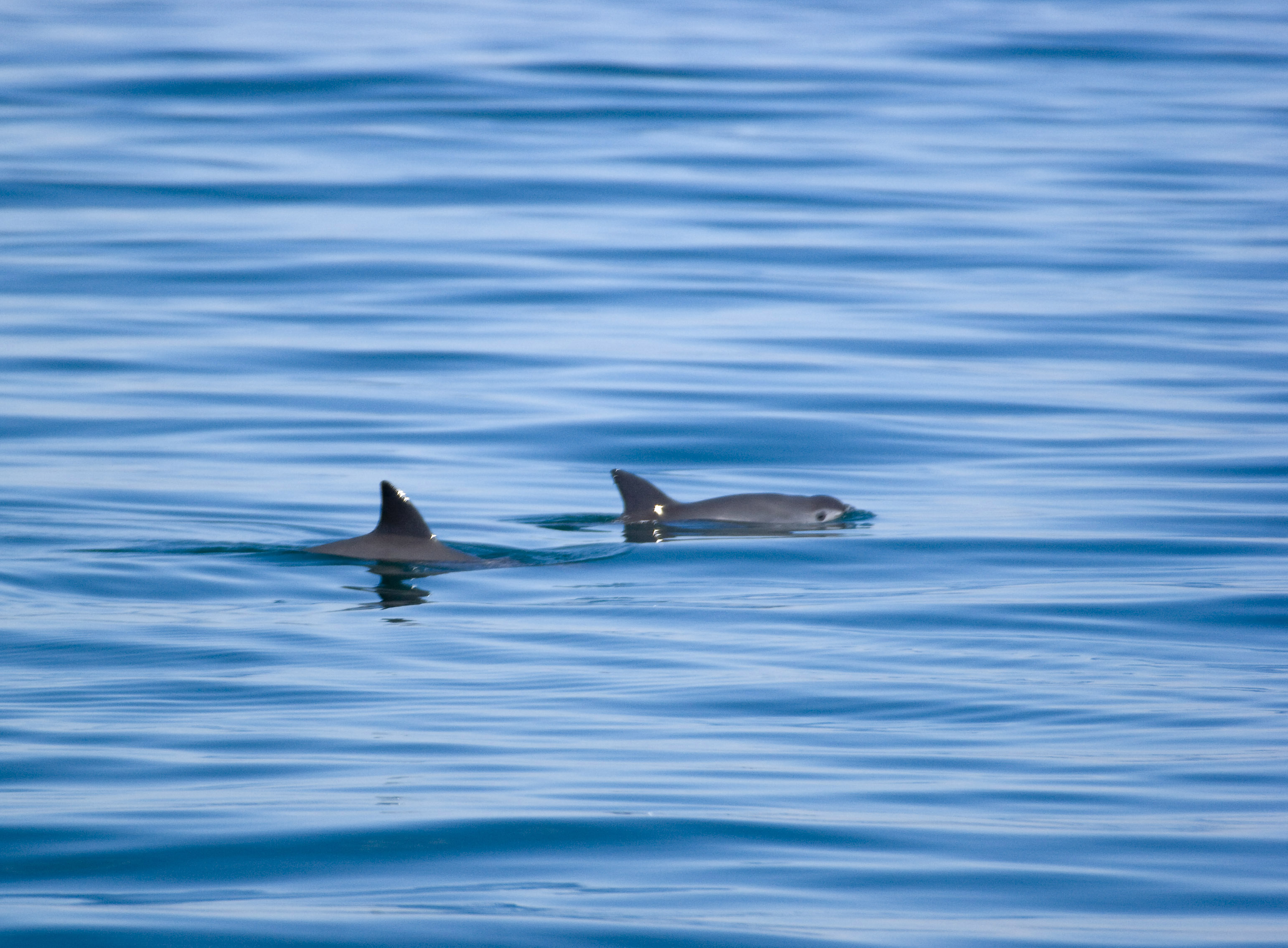 Quedan 10 ejemplares de la vaquita marina. Aún hay un camino para evitar su extinción