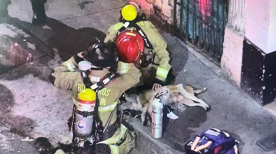 Heroico rescate: bomberos de Medellín salvaron a un perro atrapado en un incendio