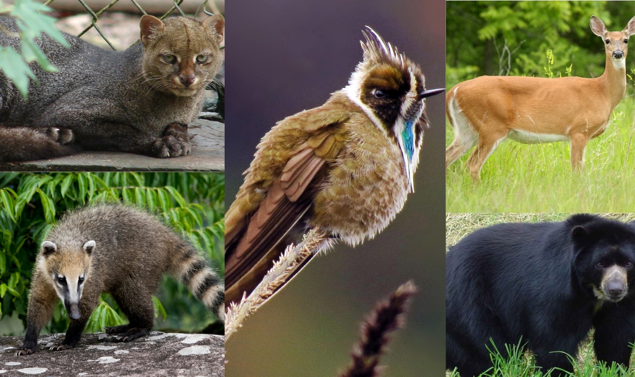¿Amante del dibujo y los animales? Participe en concurso para crear mascota institucional